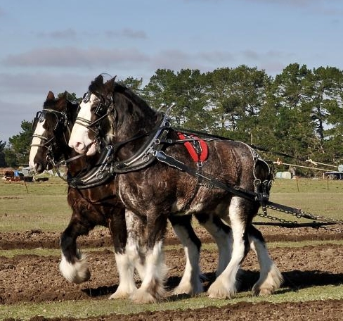 unicorn investing or Clydesdale investing